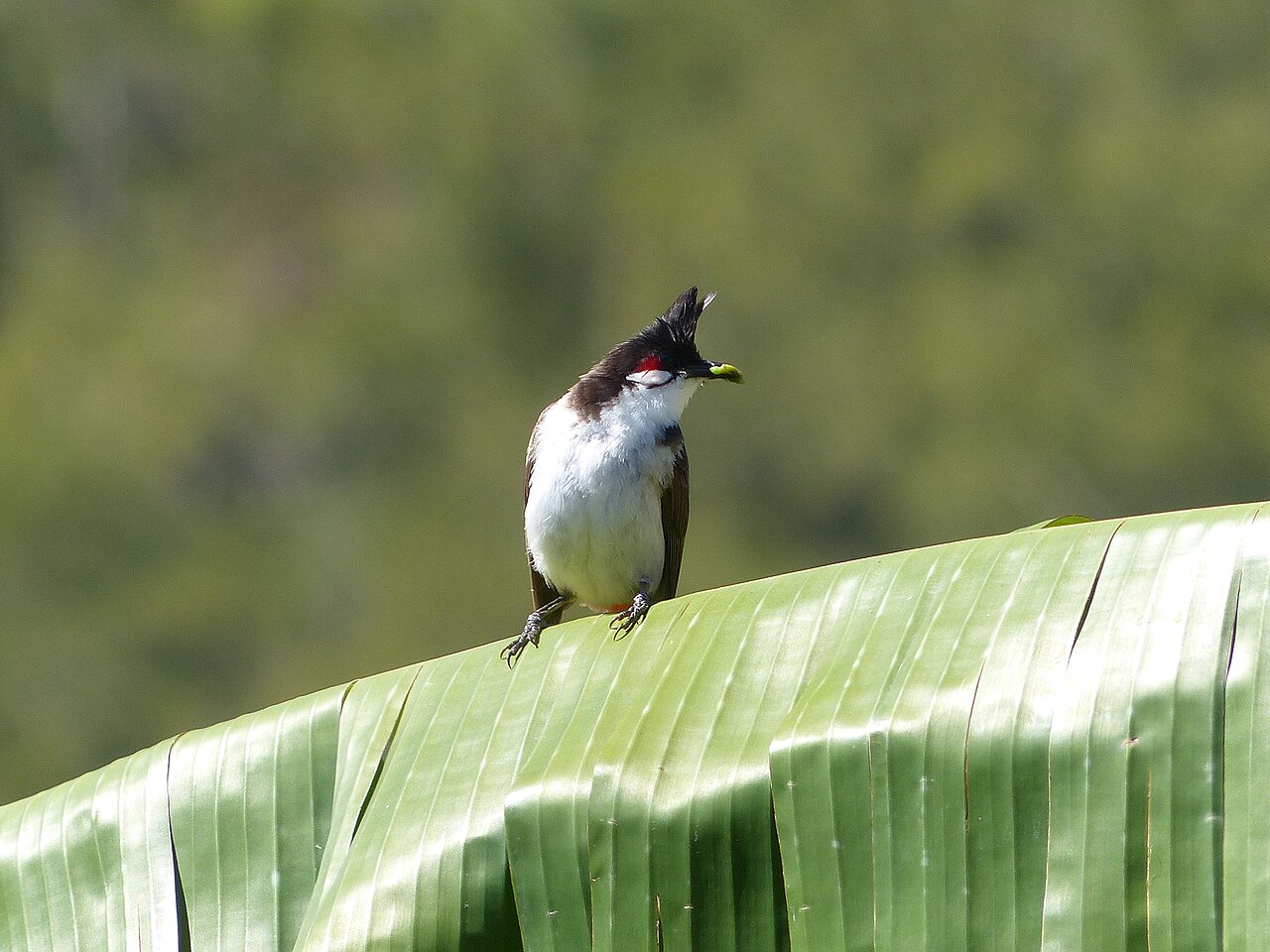 1002 Réunion 0071