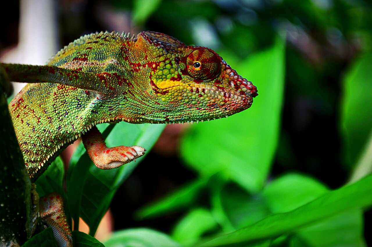 Furcifer pardalis, l'endormi